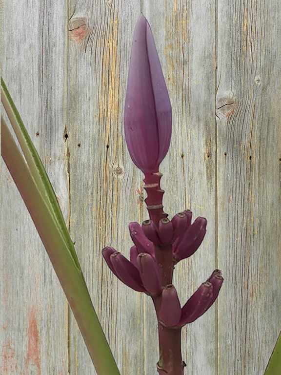 MUSA ROYAL  PURPLE BANANA FLOWER